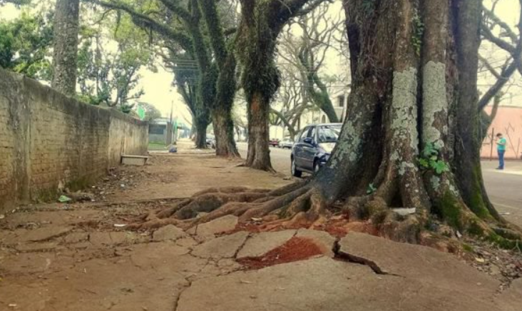 Cuidados necessários - Arquitetura Paisagística